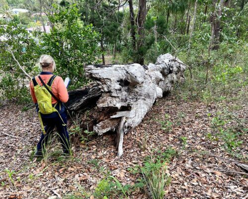 ecological-services-sunshine-coast4