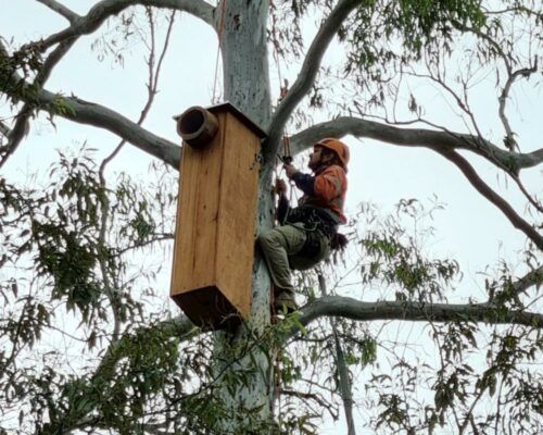 ecological-services-sunshine-coast8