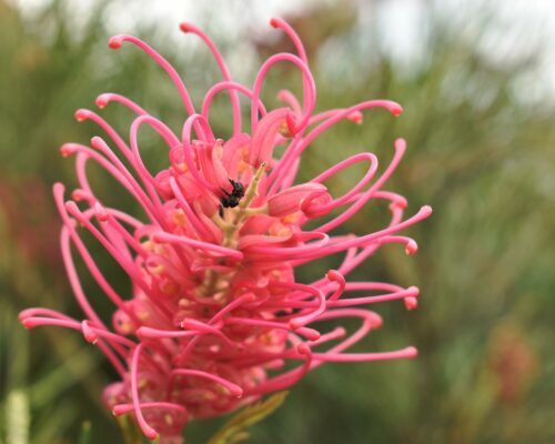 ecological-services-sunshine-coast81