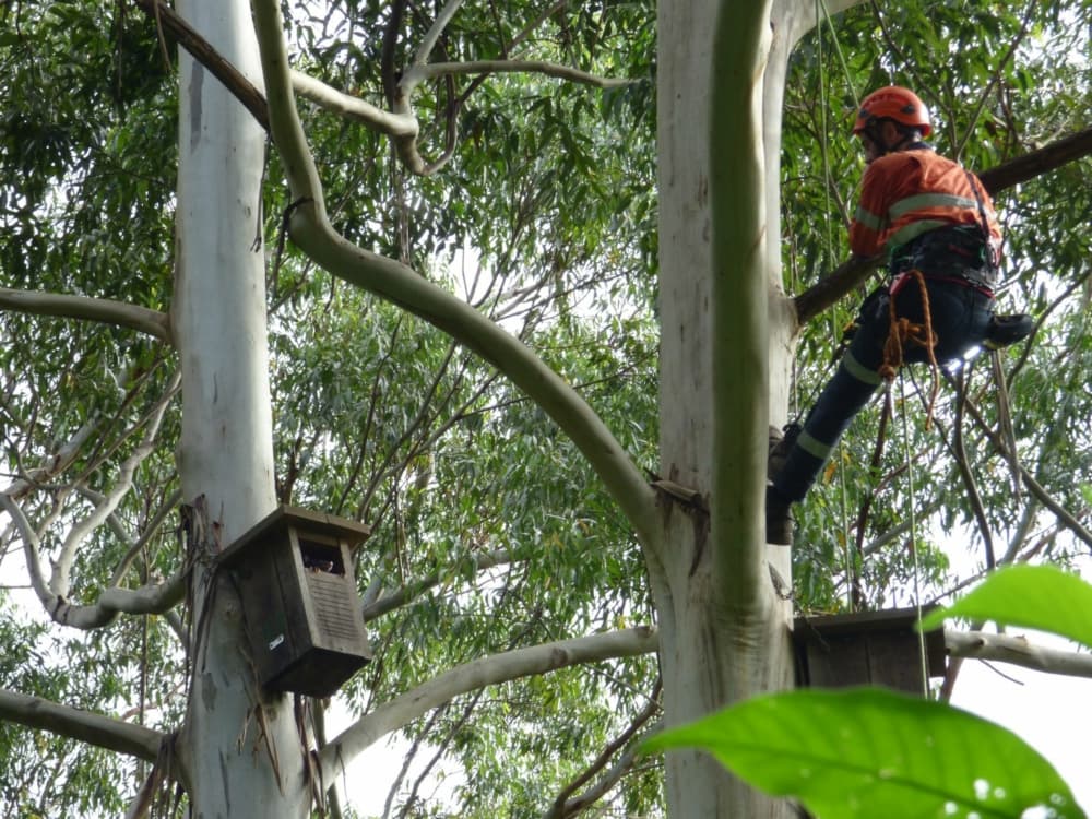 Collaborative Box Installation Collaborative Nest Box Project - Biodiverse Environmental