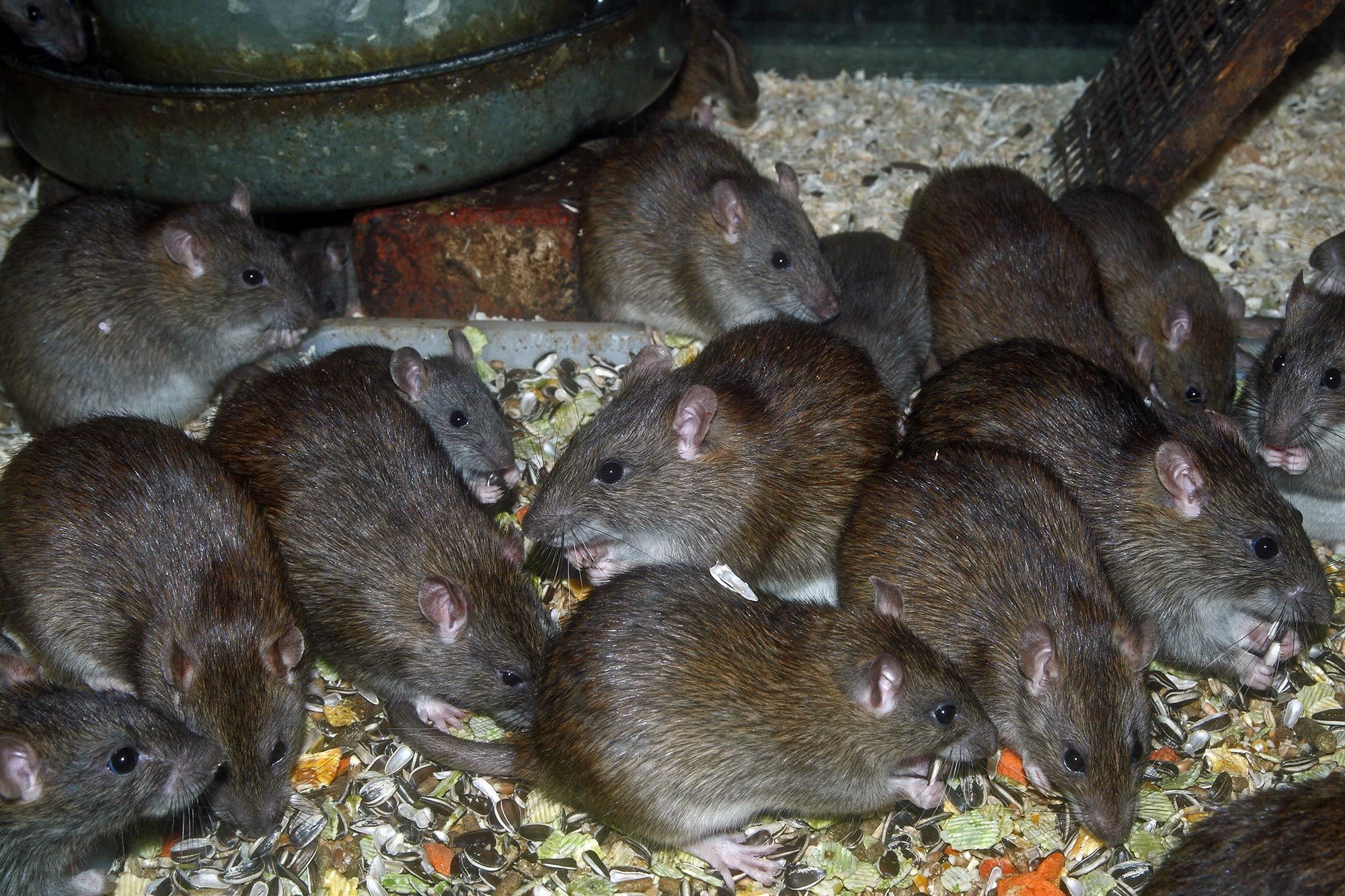 pest-animal-management-services-biodiverse-environmental