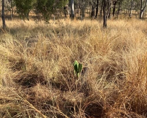 Weed Invasion Devastating Damage Revealed - 96rfp4t