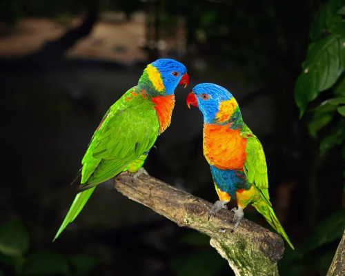 small-parrots4